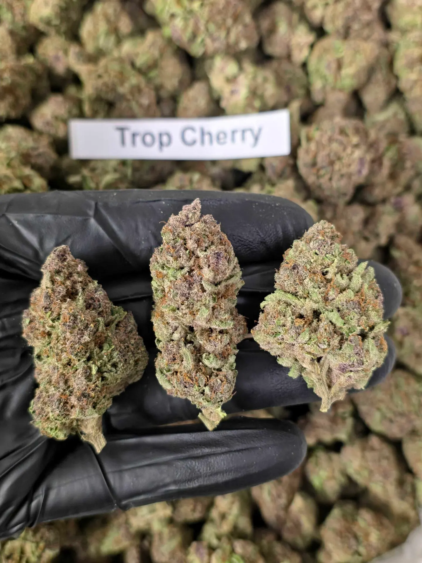 Budget THCa Flower Without the Premium Price – Choose Your Type: Sativa, Step 2: Select Your Strain: Premium