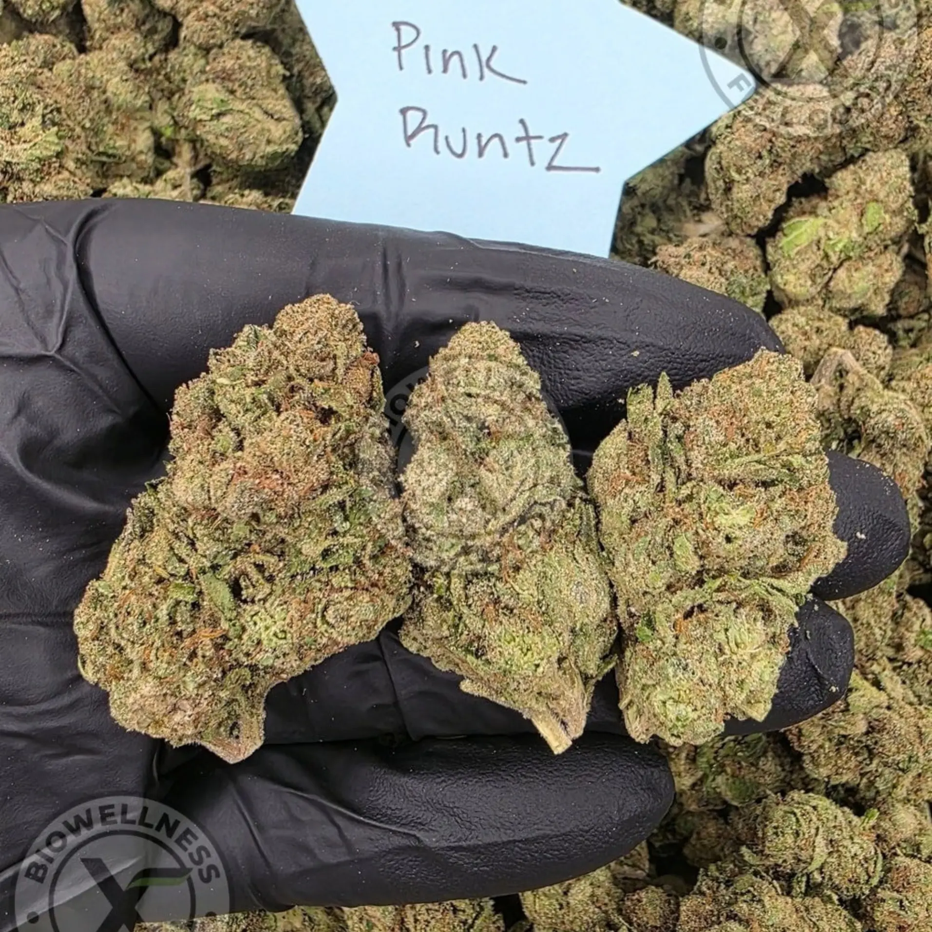 Budget THCa Flower Without the Premium Price – Choose Your Type: Hybrid, Step 2: Select Your Strain: Premium