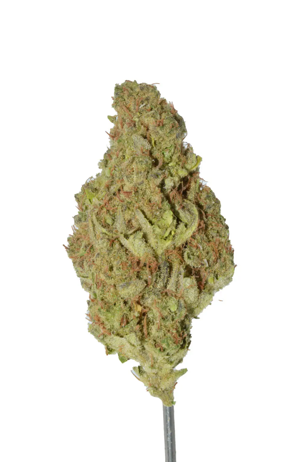 Lavender Jack flower