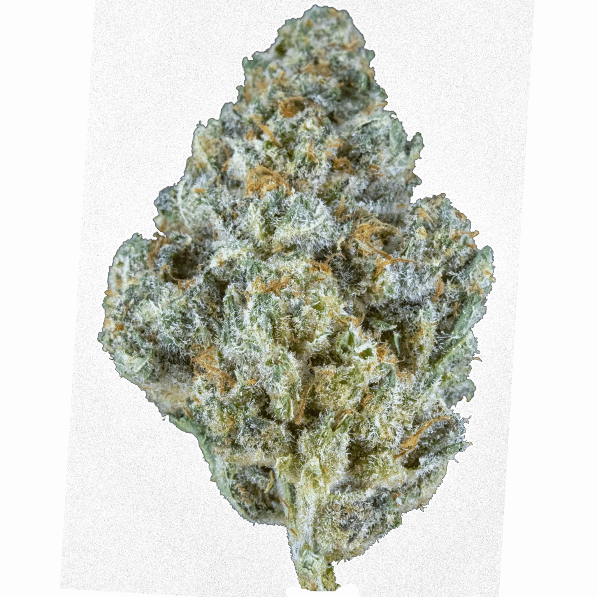 Banana Blitz flower