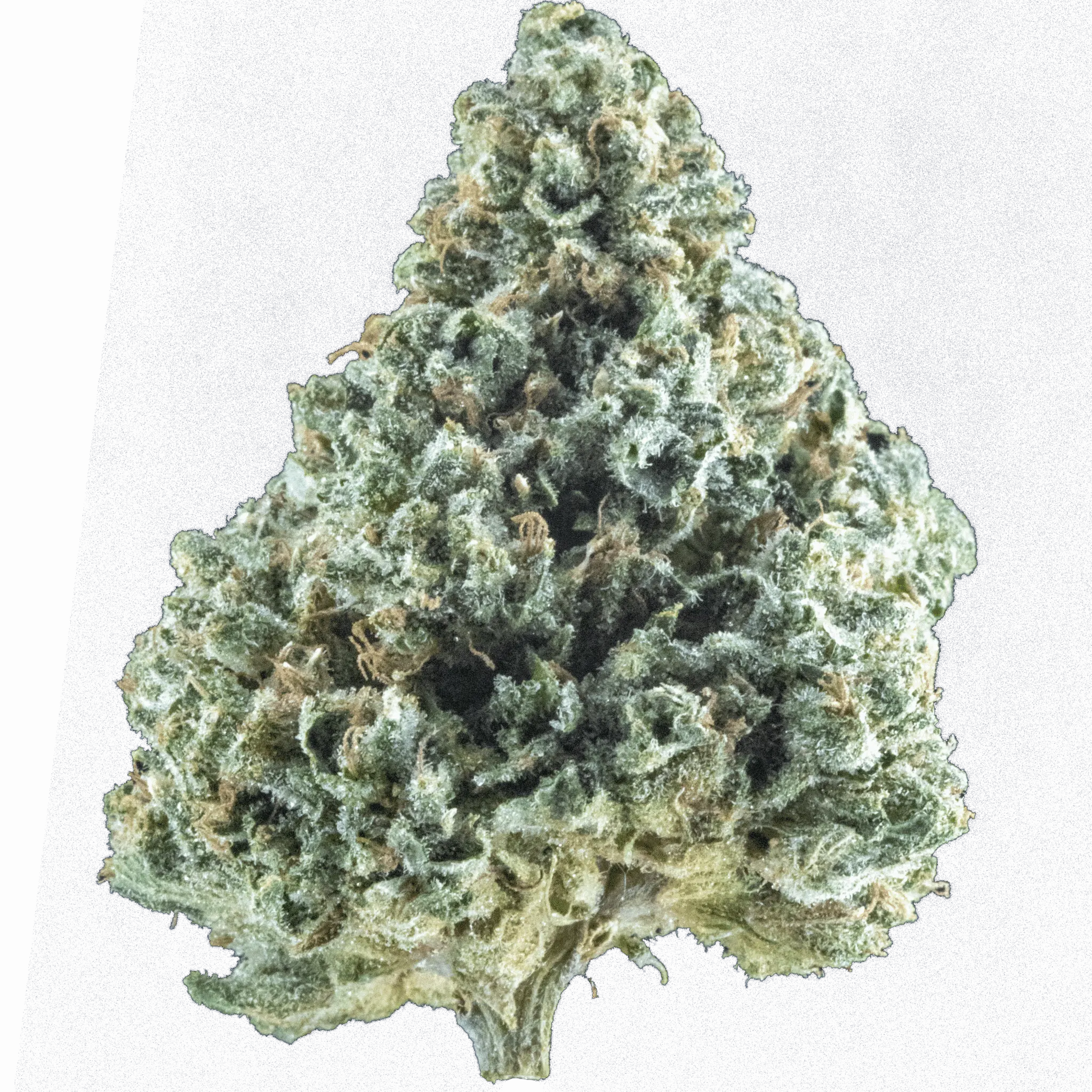 Aurora flower