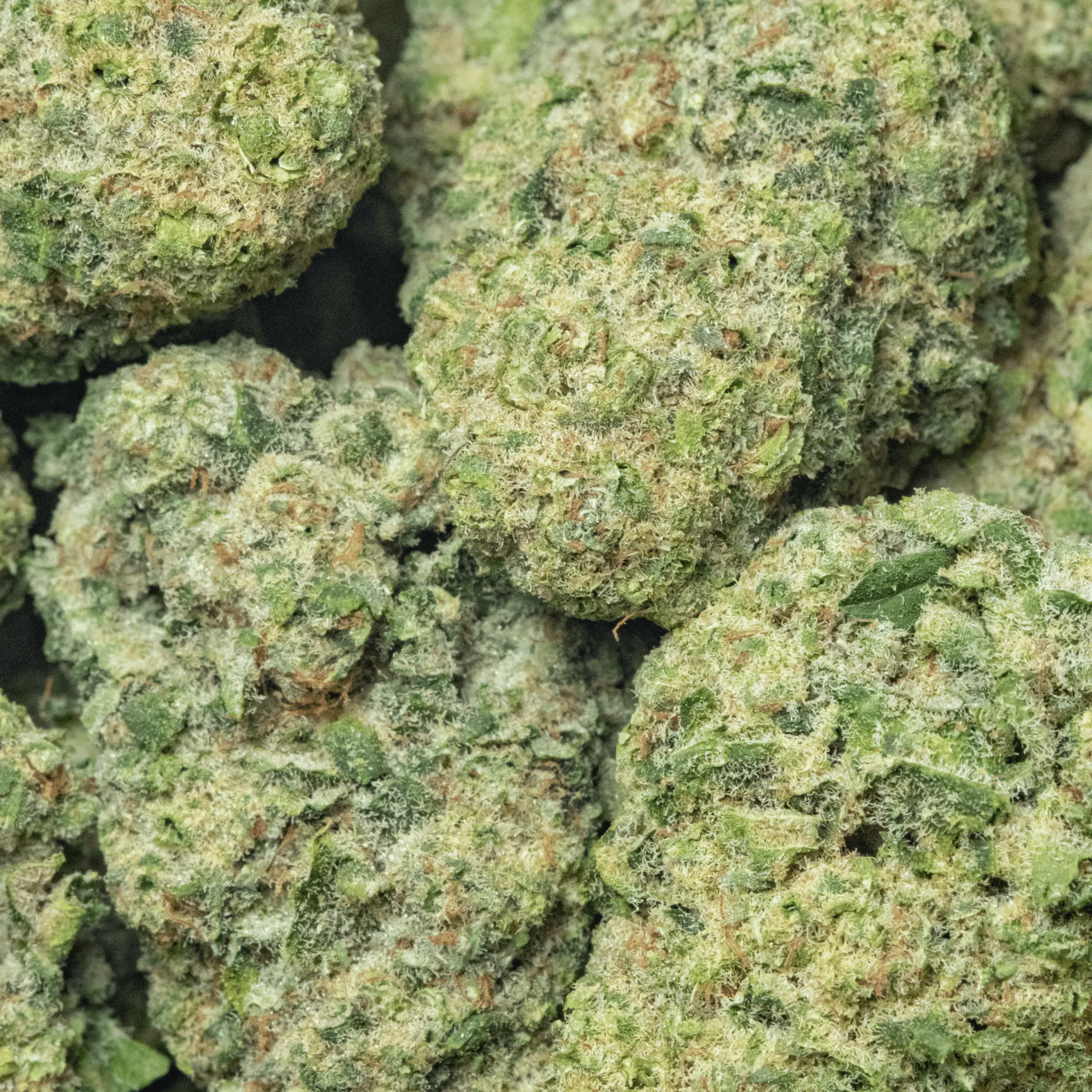 Sour Bomb flower