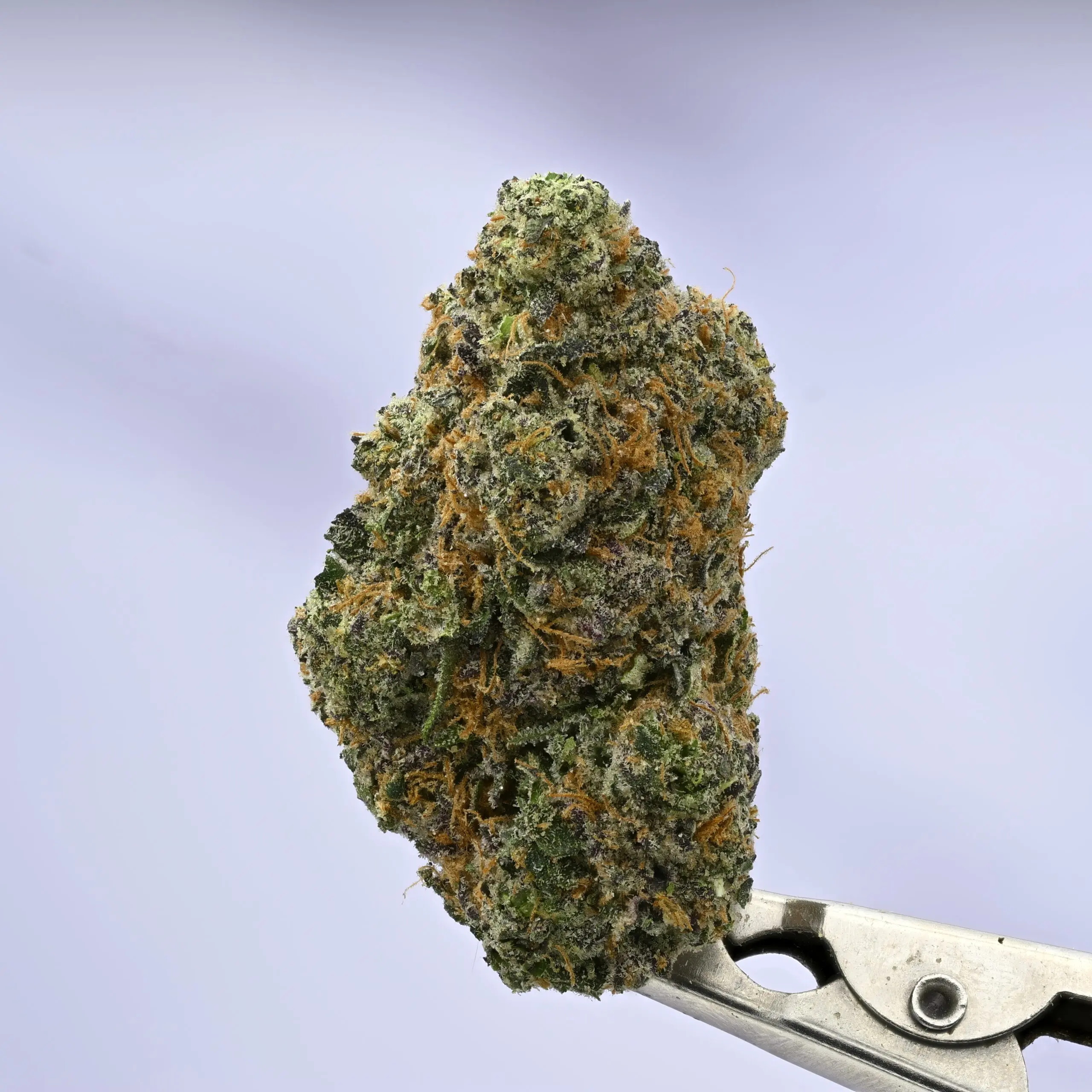 Wood Wide NeonZ – 14g