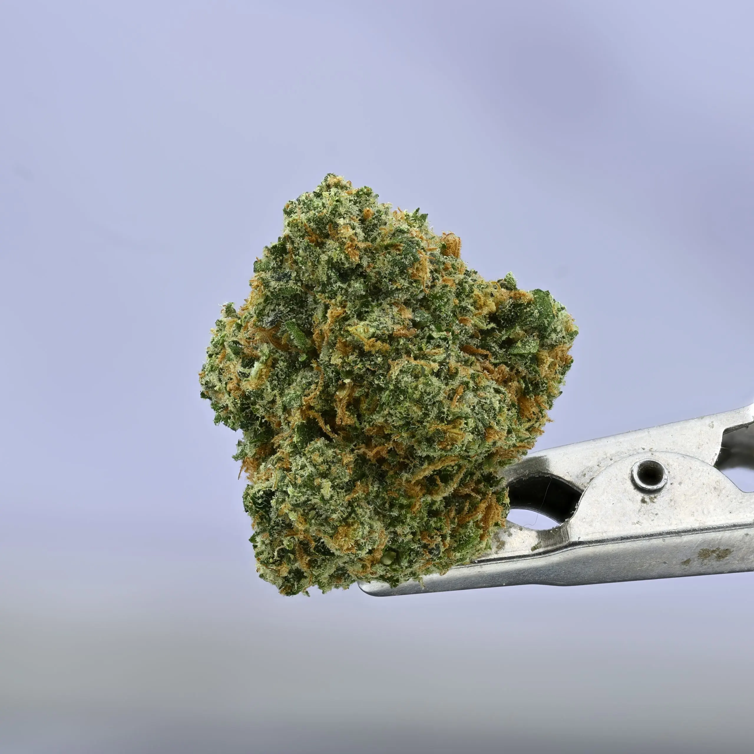 Preferred Gardens Noze – 7g