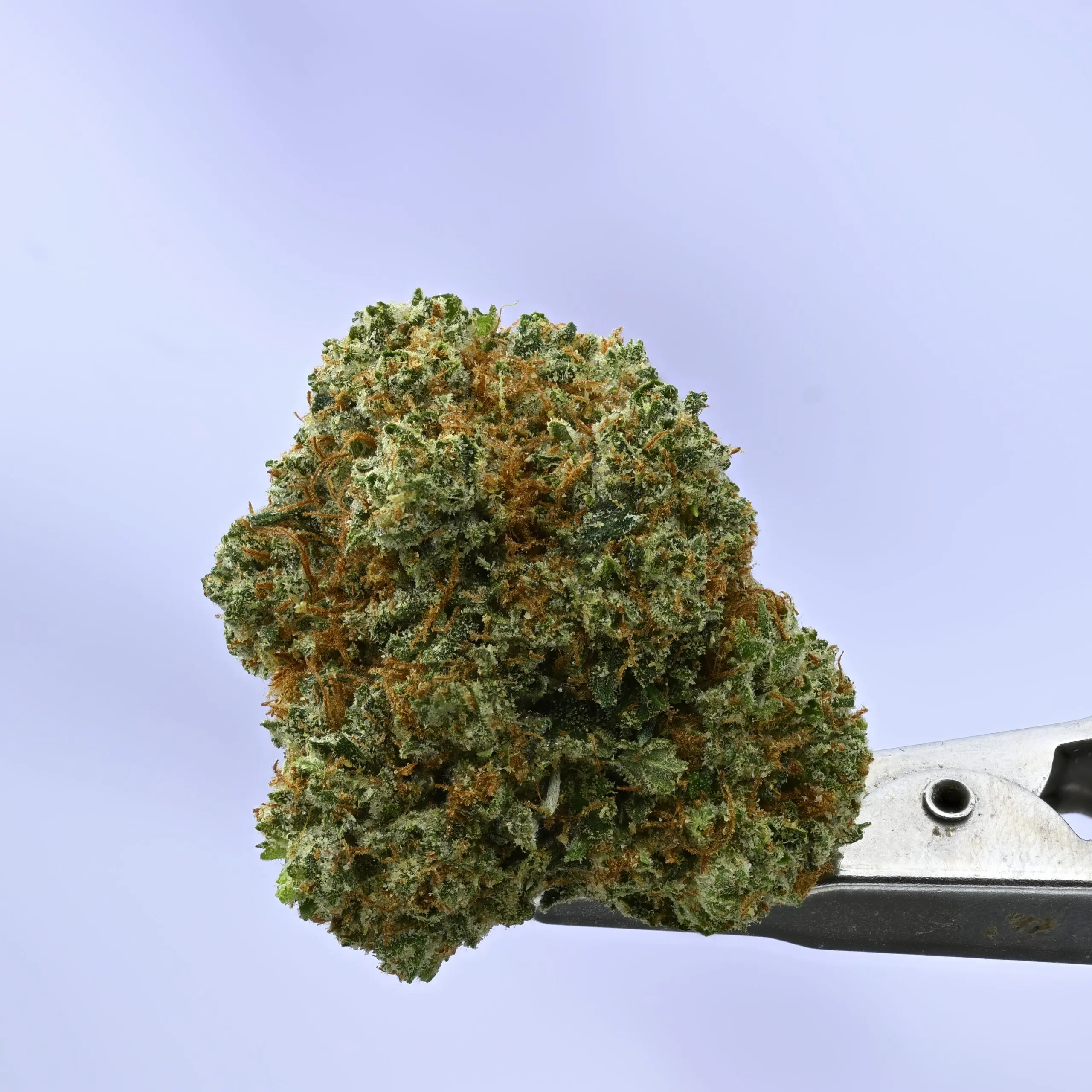 King Louie – 3.5g