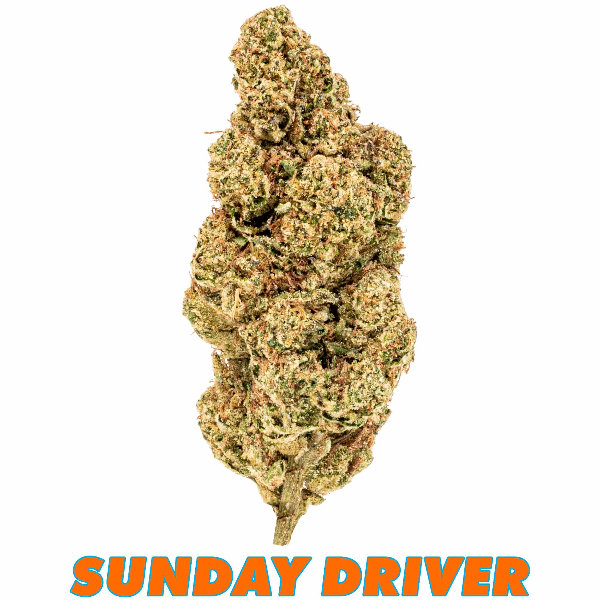 Traditional Sunday Driver flower