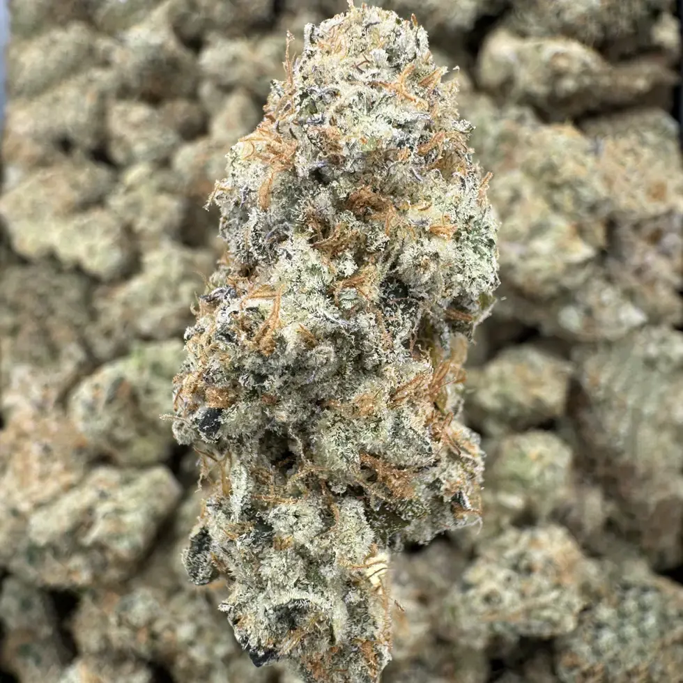 Mule Fuel Strain, 30.3% THCa Flower