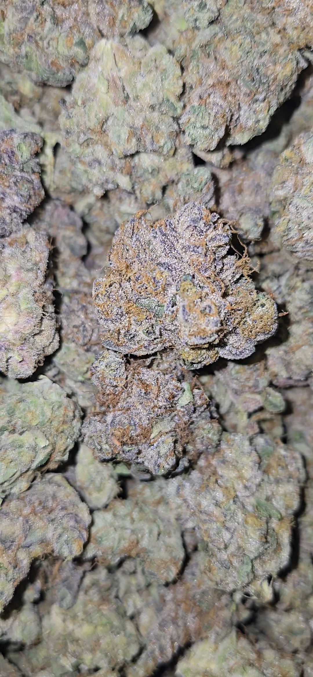 Sour Garlic Cookies ( Indoor ) Hybrid – 3.5g