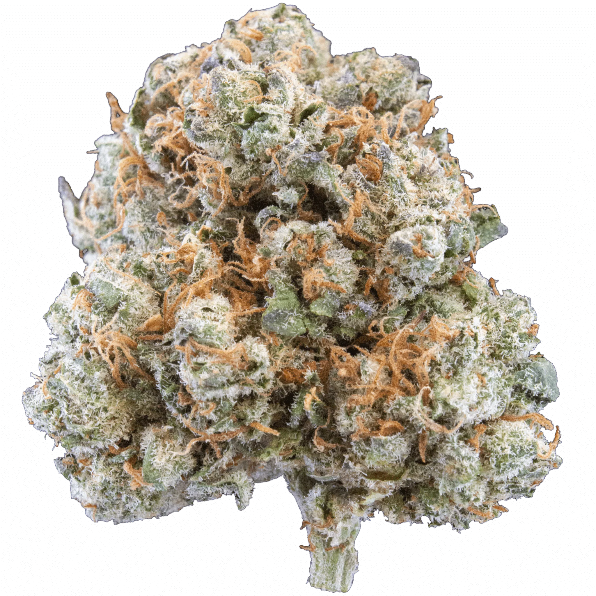 Space Coaster – 16 gr