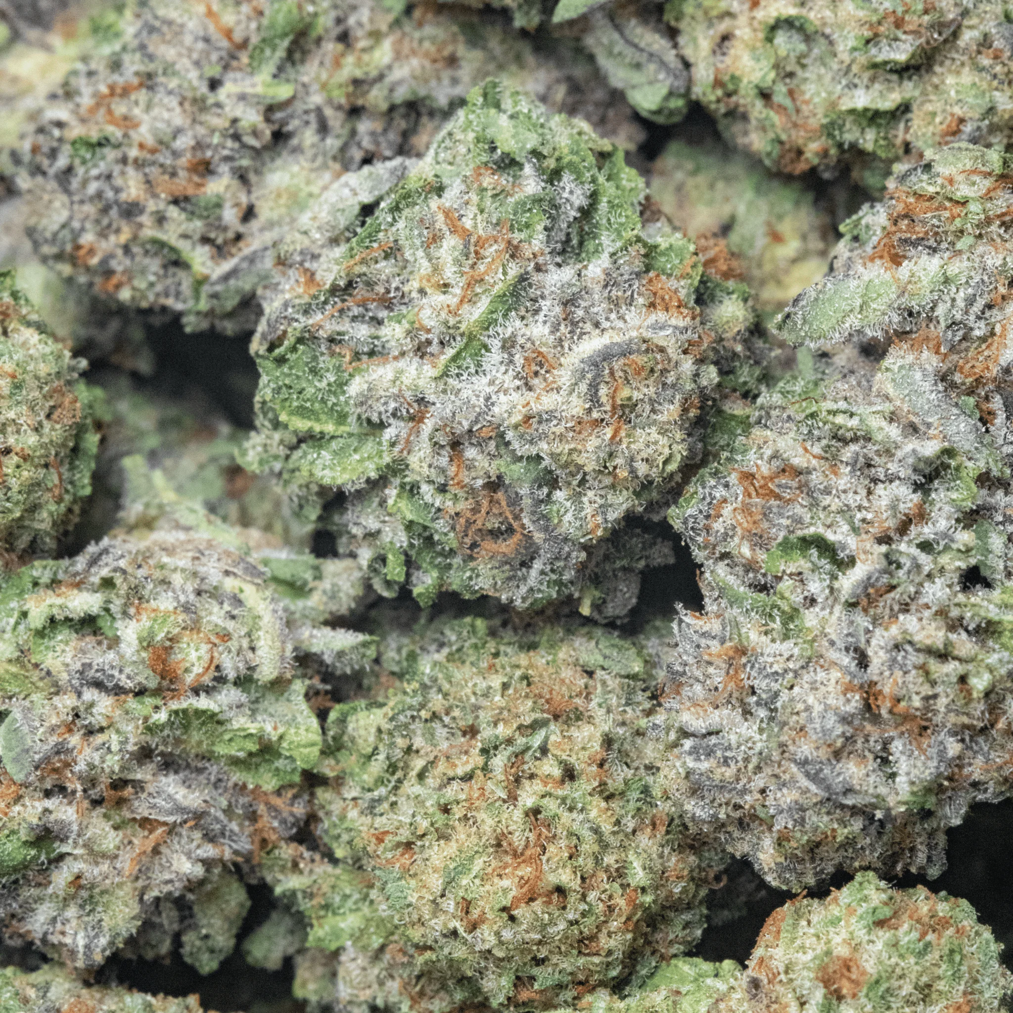 Fratelli Funk – 16 gr