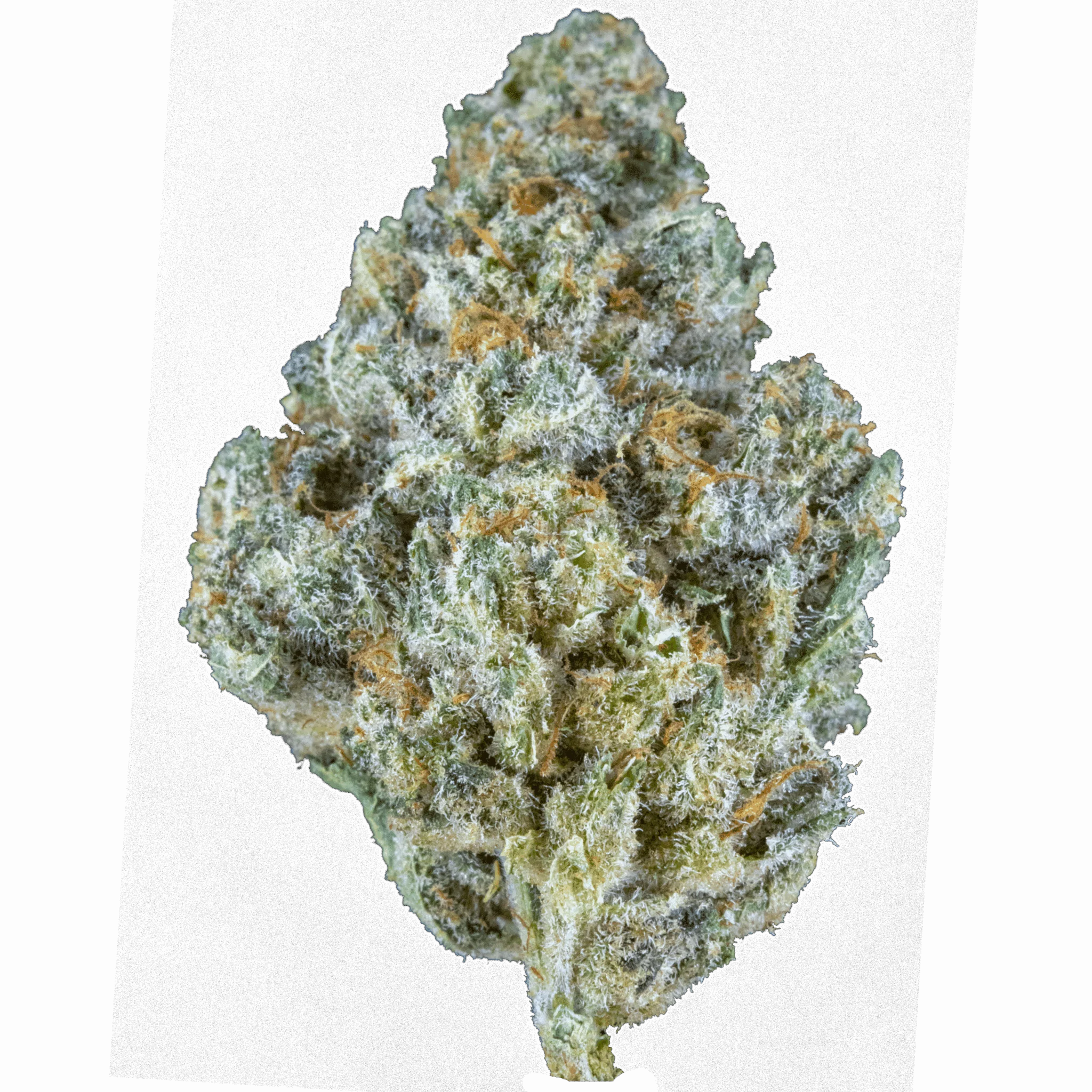 Banana Blitz – 16 gr