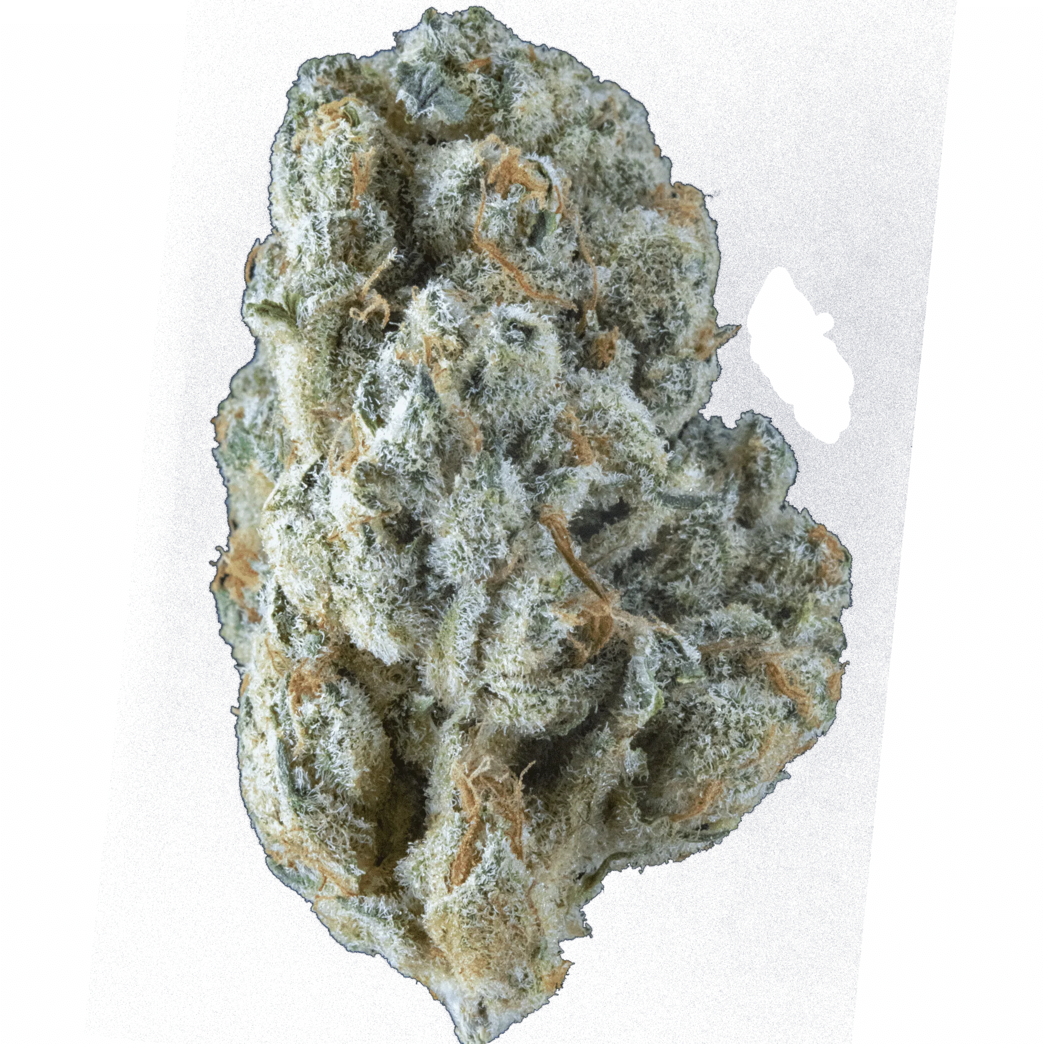 Sugarberry Rush – smalls – 16gr