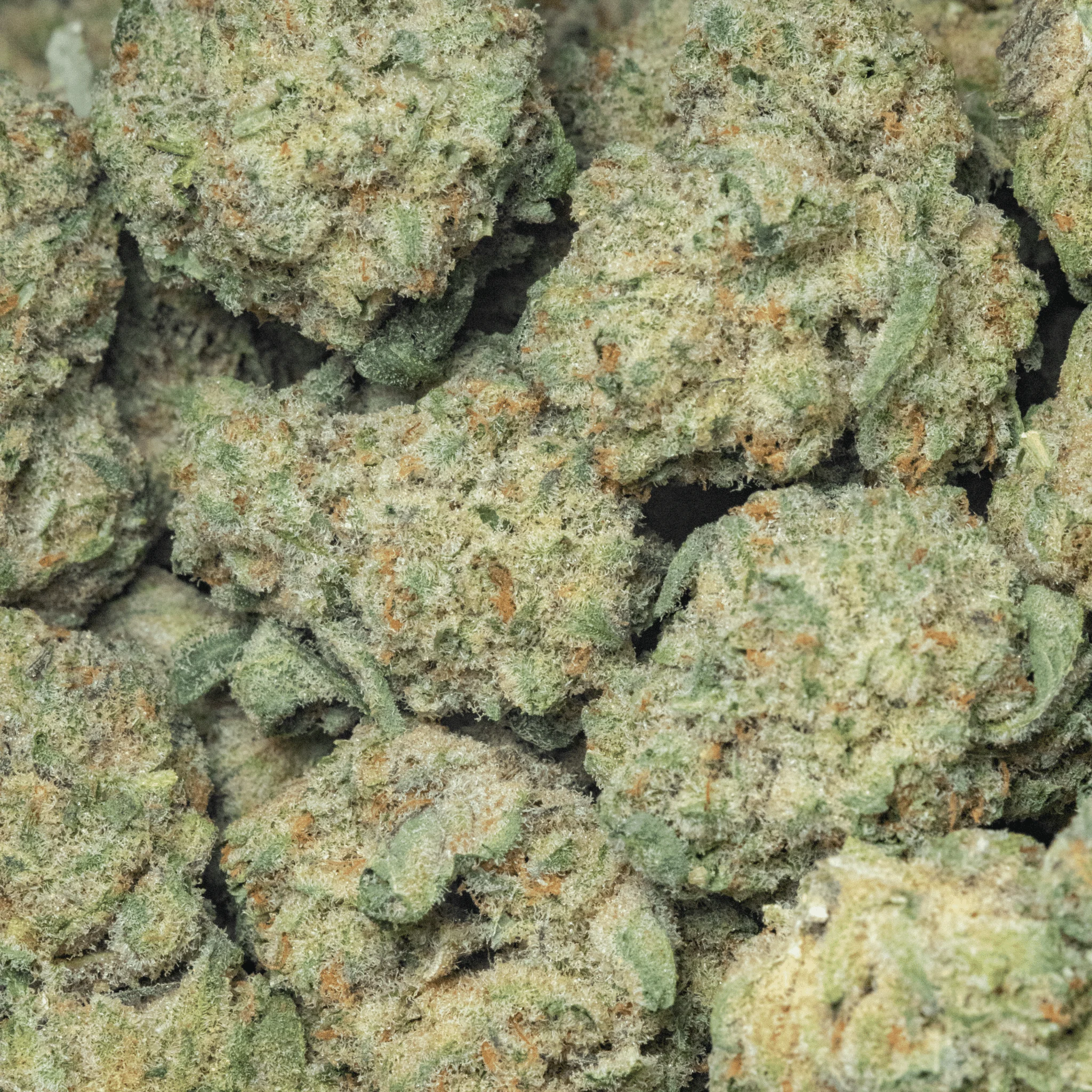 Polar Pulse – 16 gr