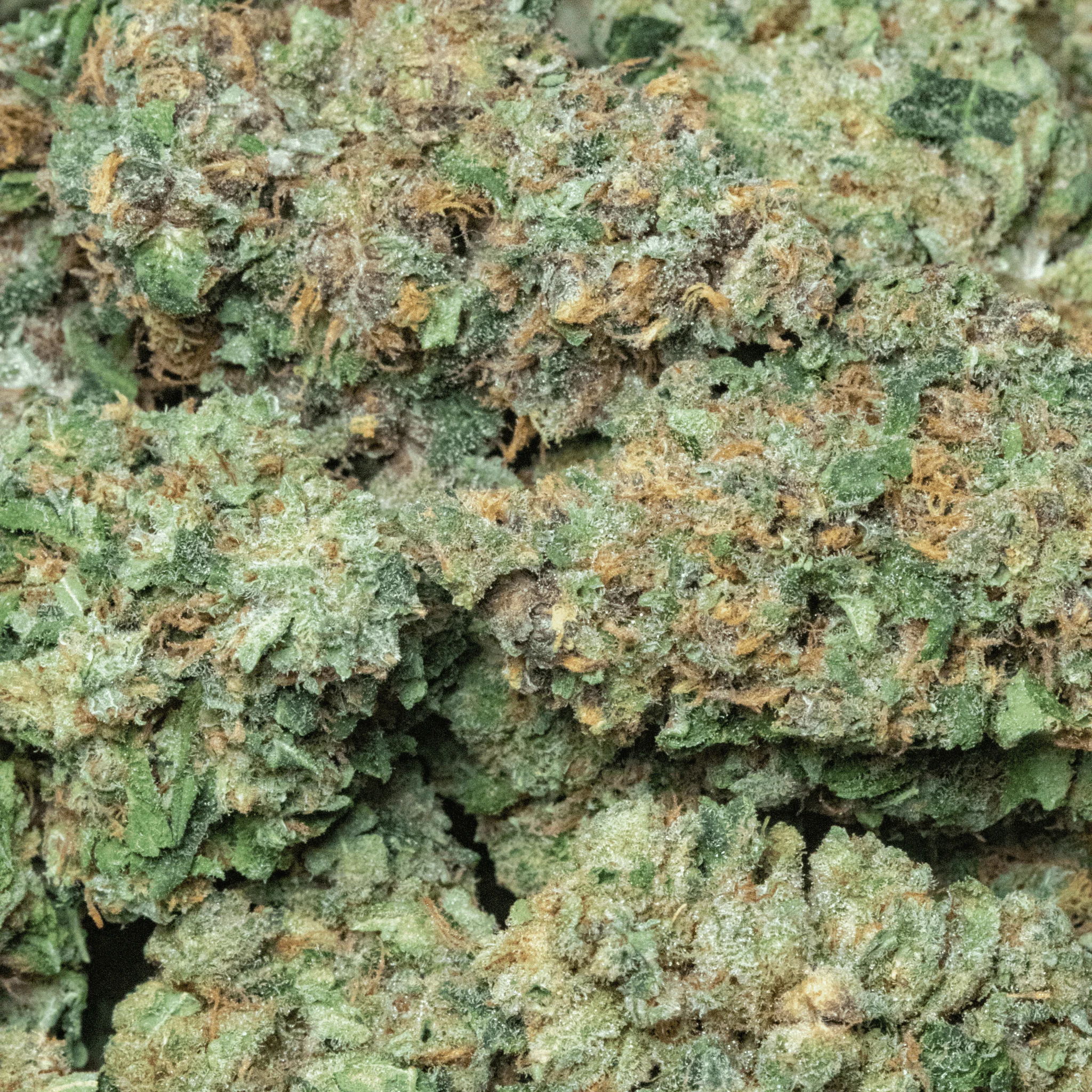 Bubba Truffle – smalls – 16gr