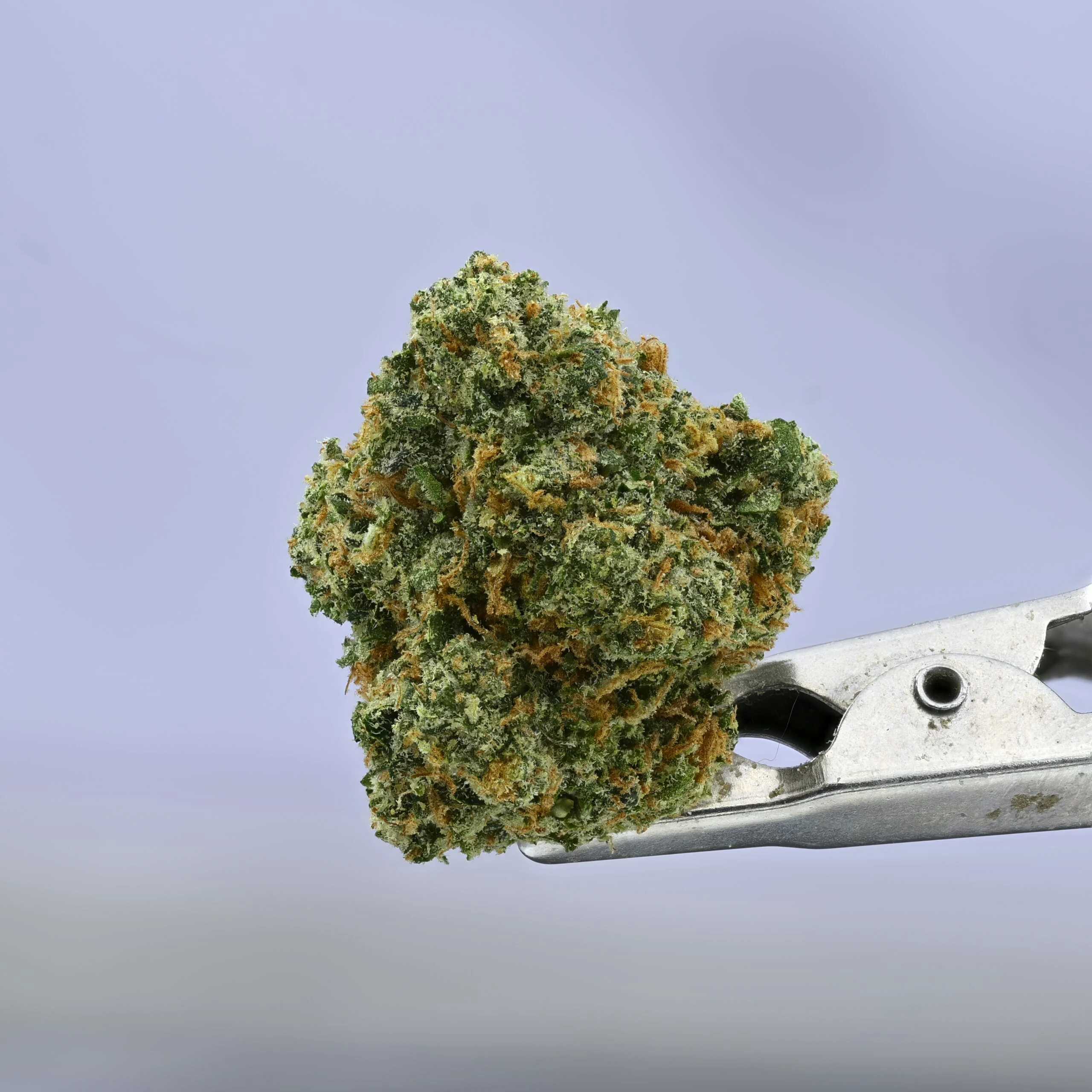 Preferred Gardens Noze – 7g