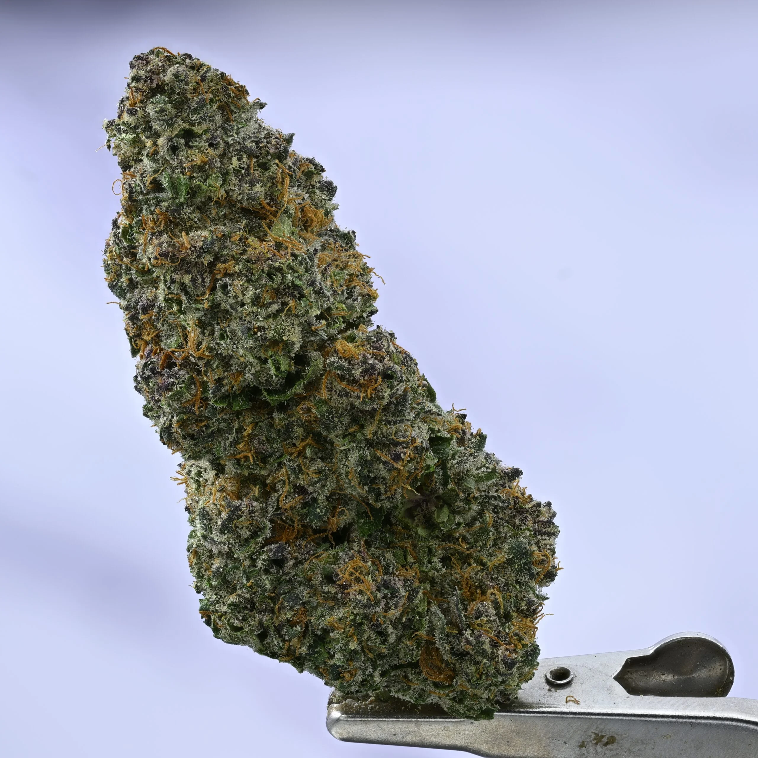 WoodWide Pie Scream – 7g