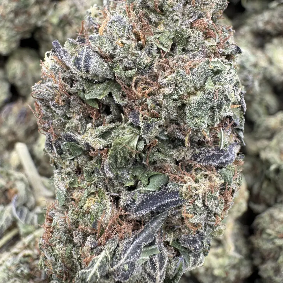 Grapefruit Sorbet, 25.75% THCa Flower – 1 oz
