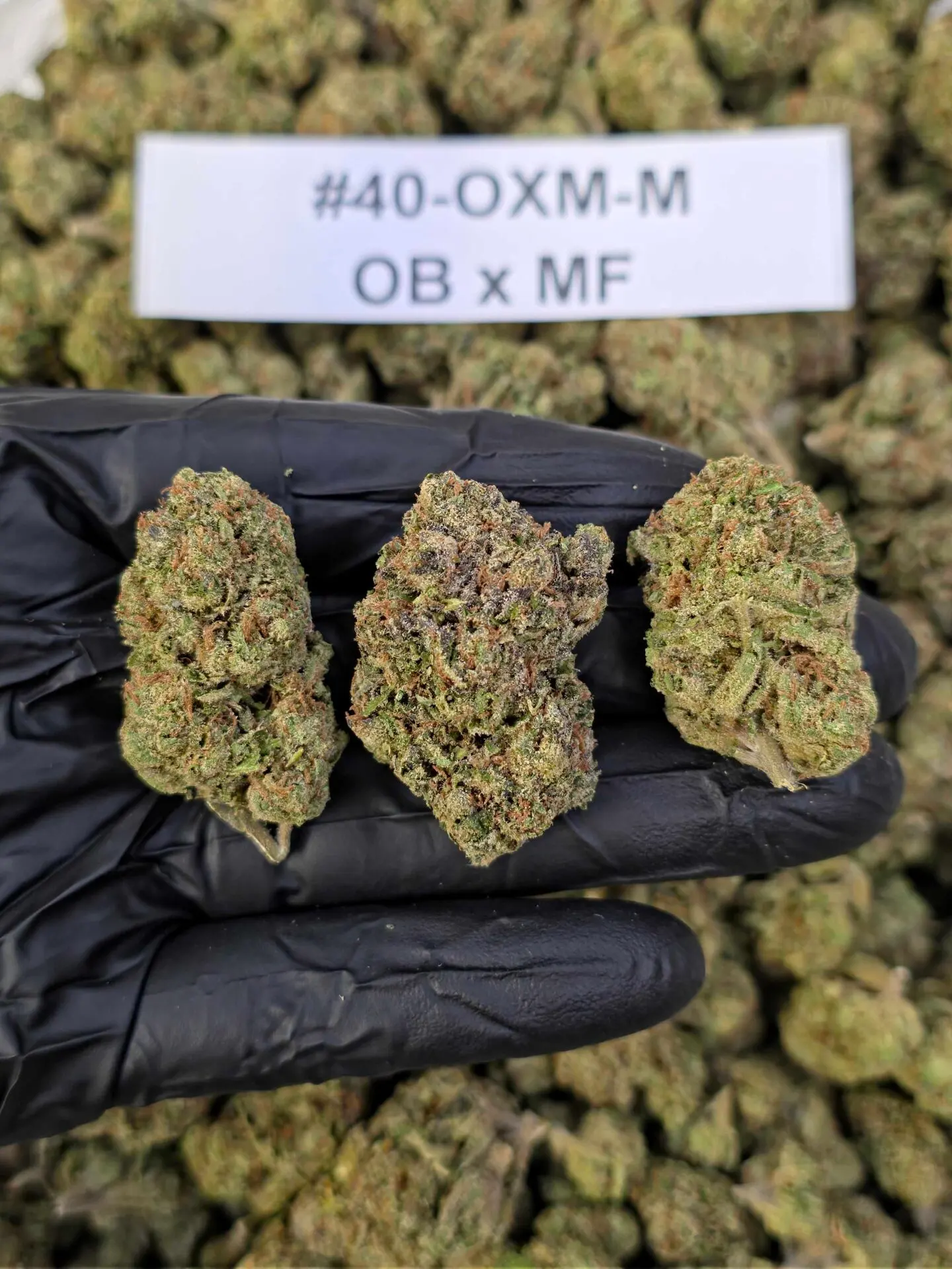 Budget THCa Flower Without the Premium Price – Choose Your Type: Hybrid, Step 2: Select Your Strain: Premium