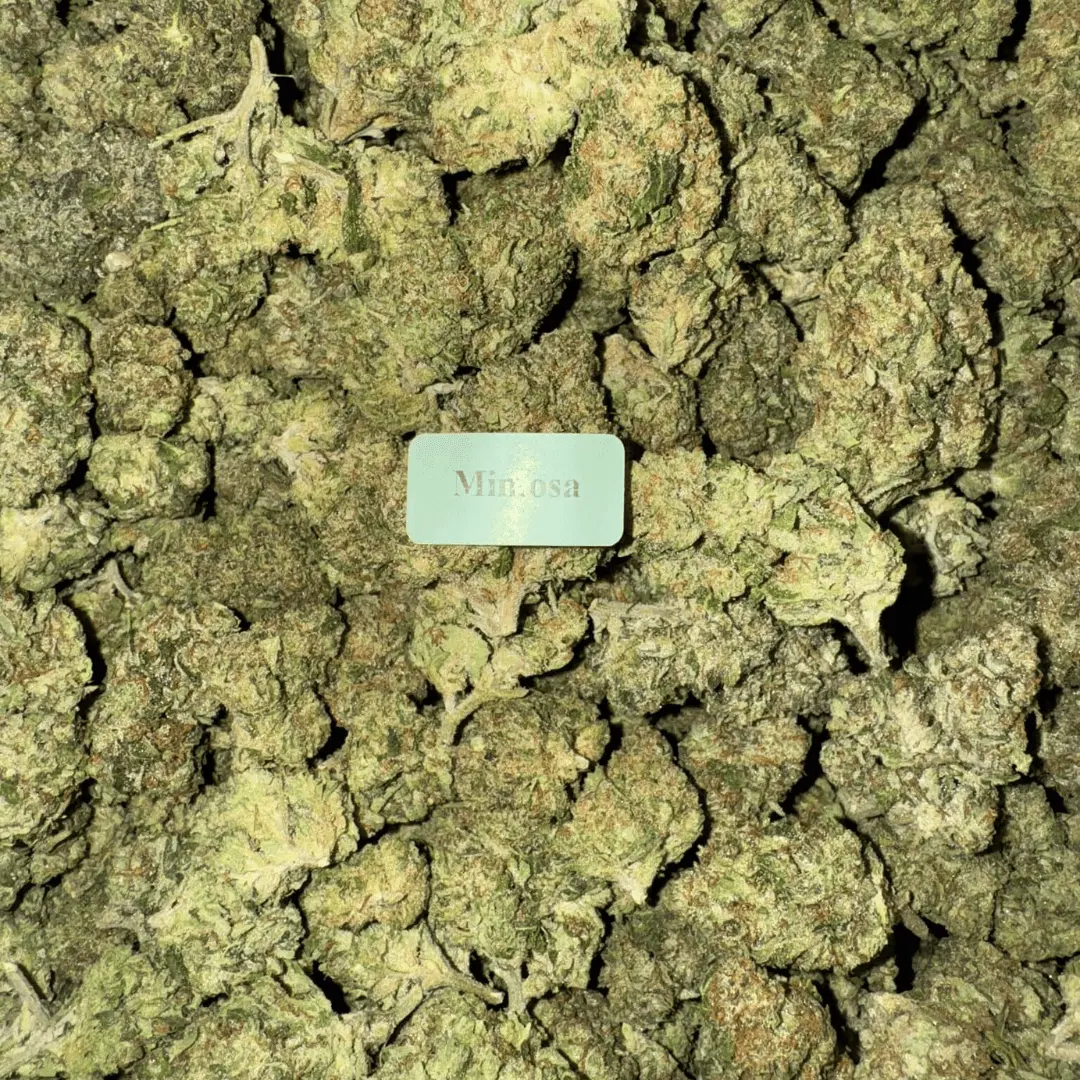 Mimosa — Bloomz Hemp