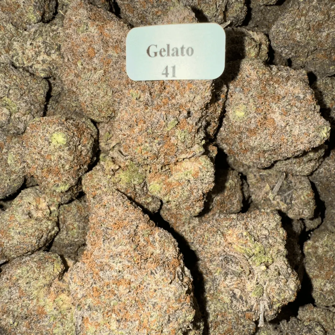 Gelato 41 — Bloomz Hemp