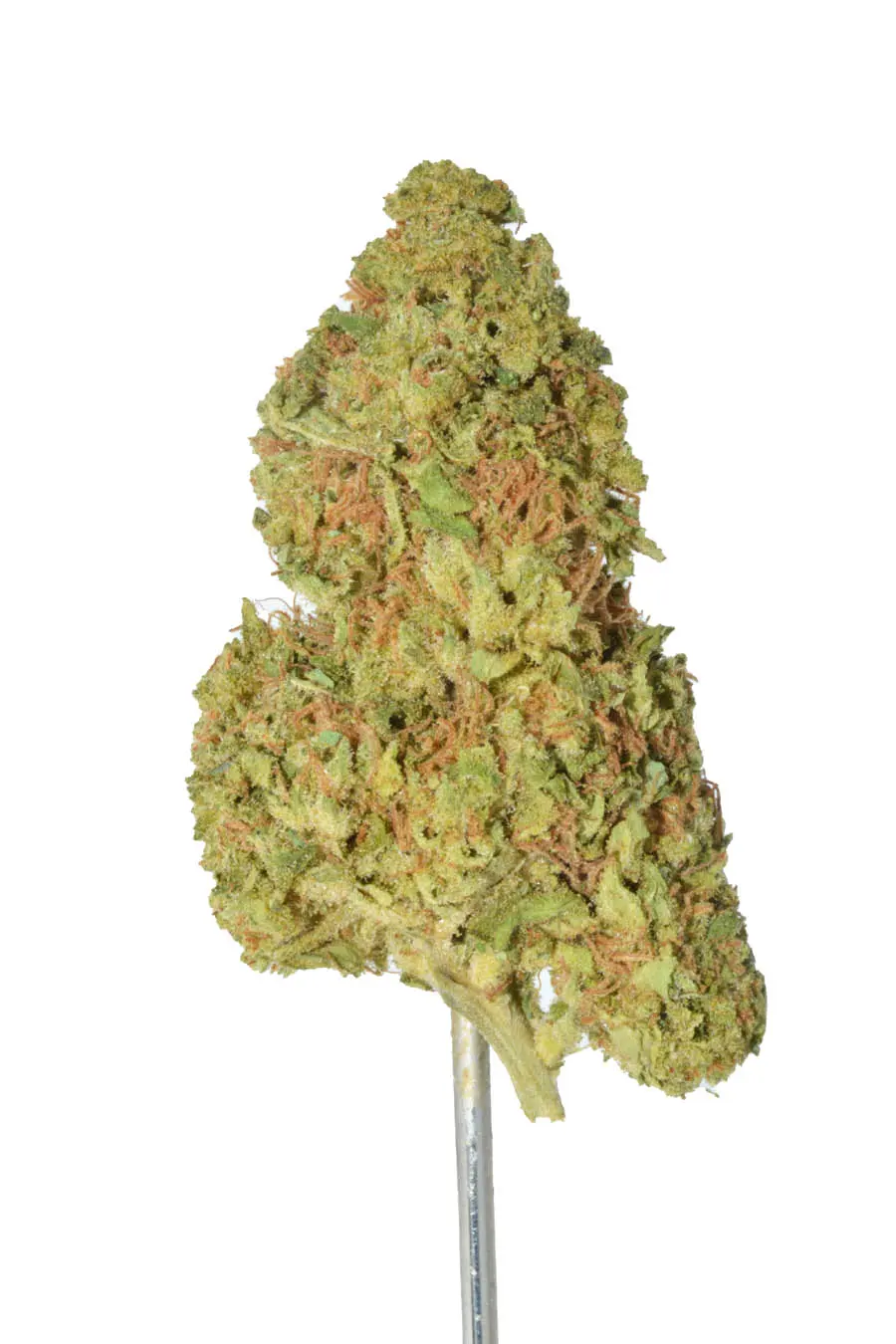 Cat Piss – 28 Grams